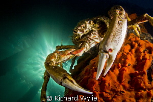 Spider Crab on the Pier. by Richard Wylie 
